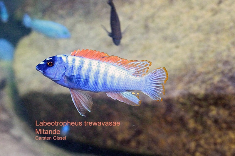 Labeotropheus trewavasae 'Mitande Reef (Rocks)'